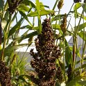 Sorghum nigrum